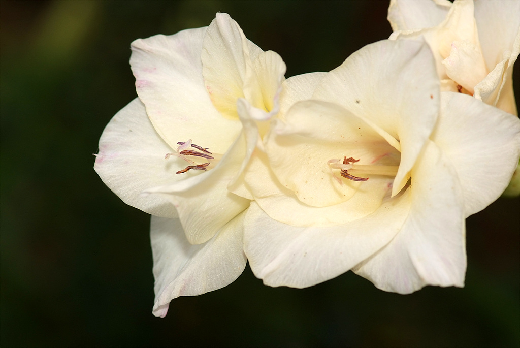 글라디올러스 - Gladiolus gandavensis Van Houtte