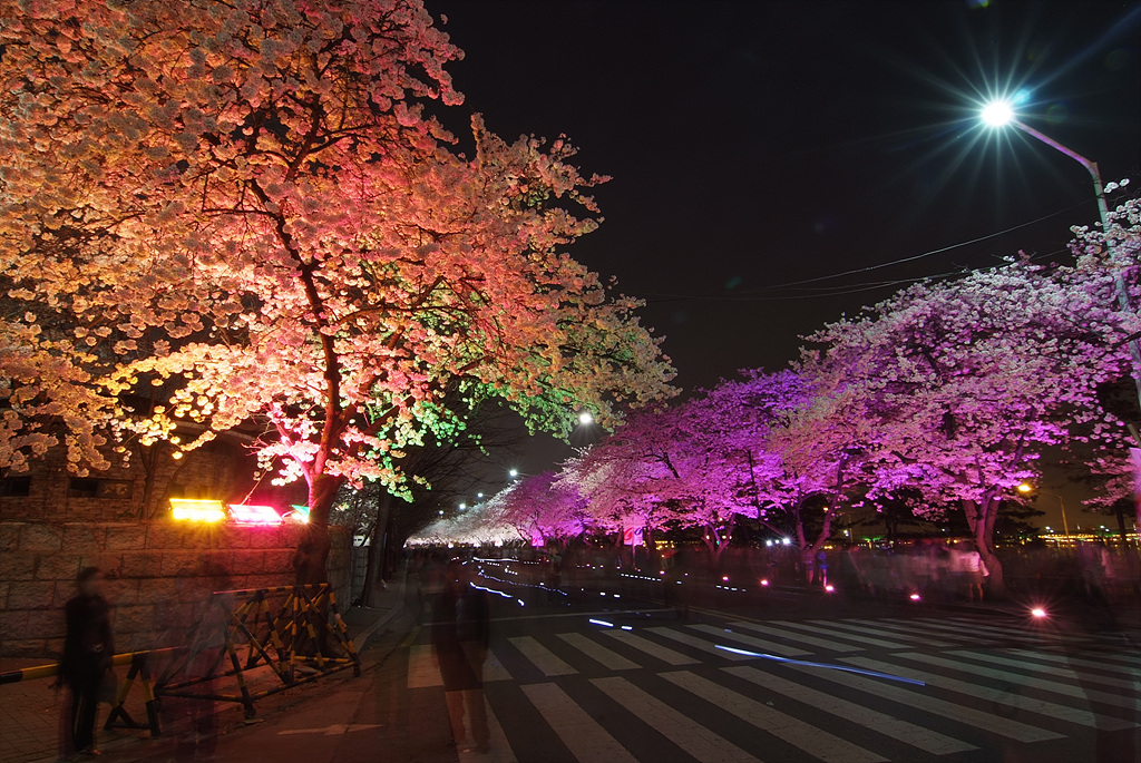 벚나무 - Prunus serrulata var. spontanea (Maxim.) E.H.Wilson