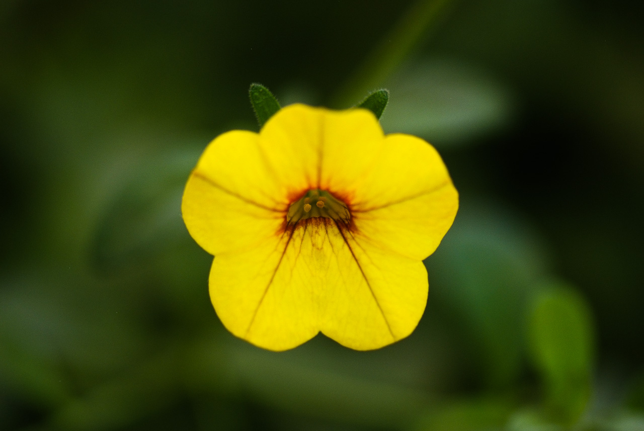 낮달맞이 - Mexican evening primrose, Oenothera speciosa