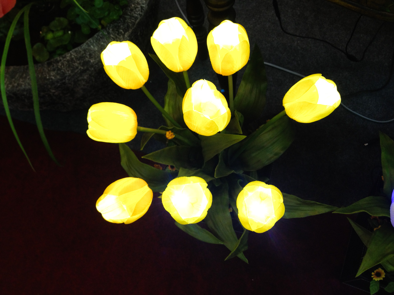 튤립 - Tulip, Tulipa gesneriana