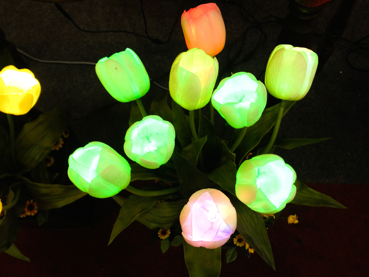 튤립 - Tulip, Tulipa gesneriana