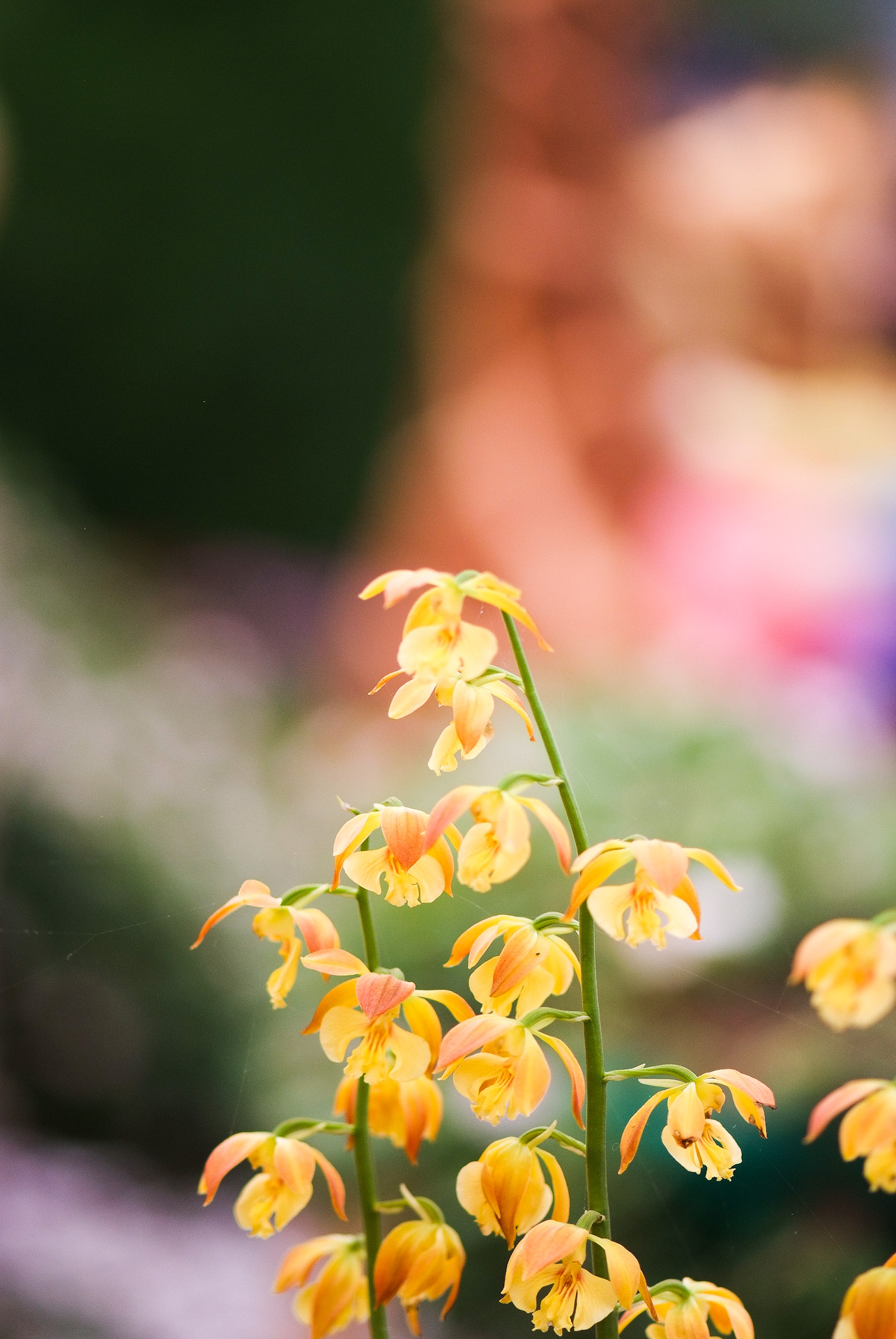 새우난초 - Calanthe discolor Lindl.