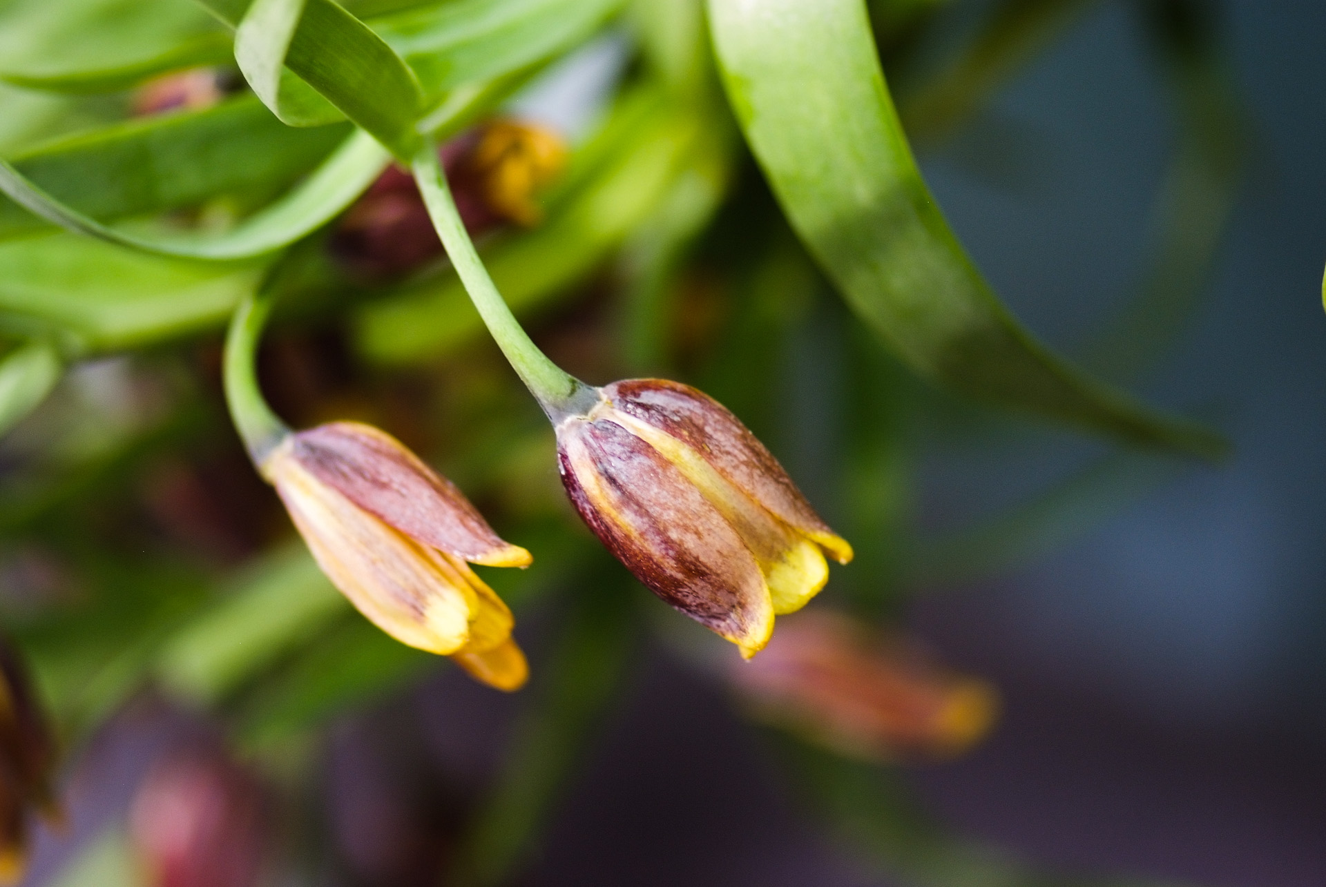 패모 - Fritillaria verticillata var. thunbergii