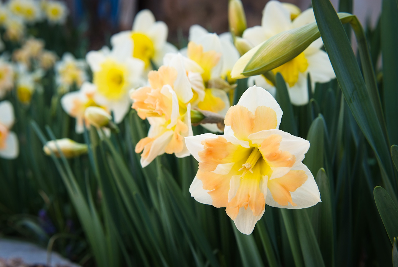 수선화 - daffodil, Narcissus tazetta var. chinensis