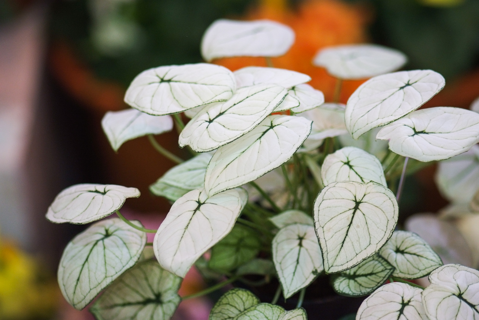 칼라디움 - Caladium, Caladium spp.