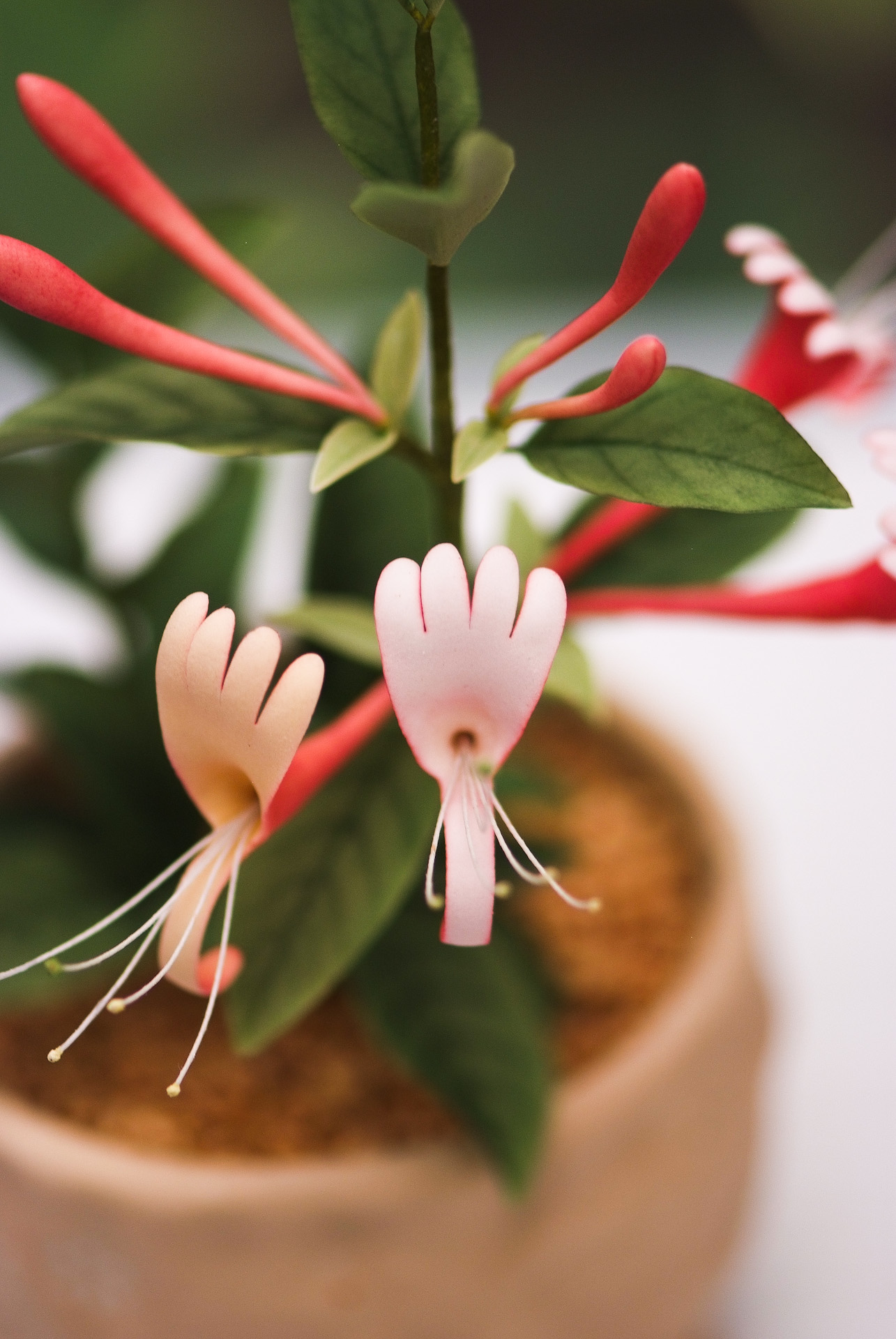 붉은인동 - Honey suckle, Lonicera periclymenum L.