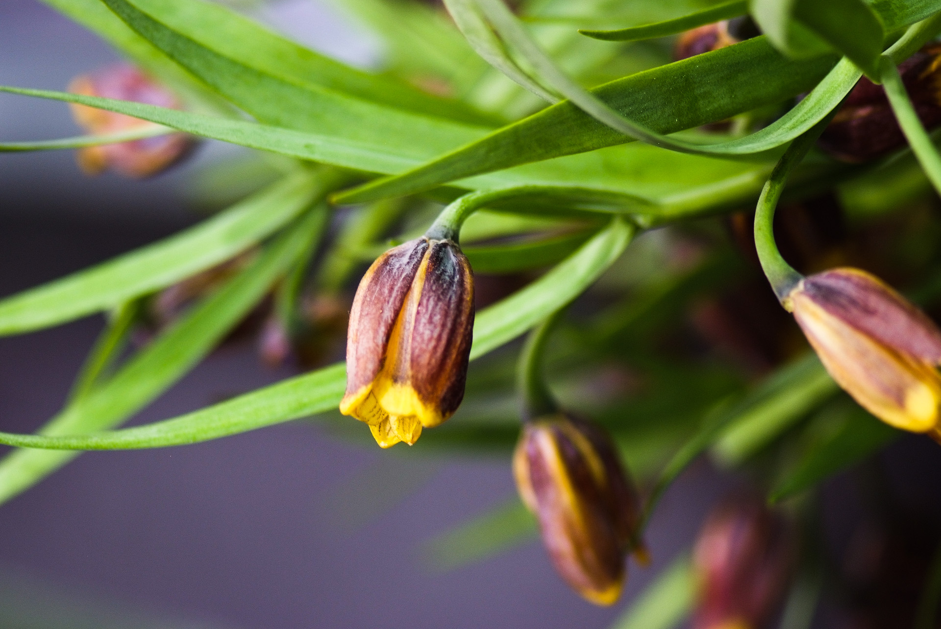 패모 - Fritillaria verticillata var. thunbergii