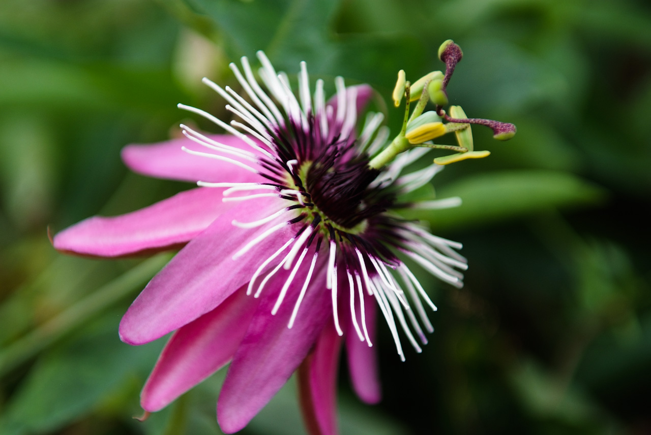 시계초 - passion flower, Passiflora caerulea
