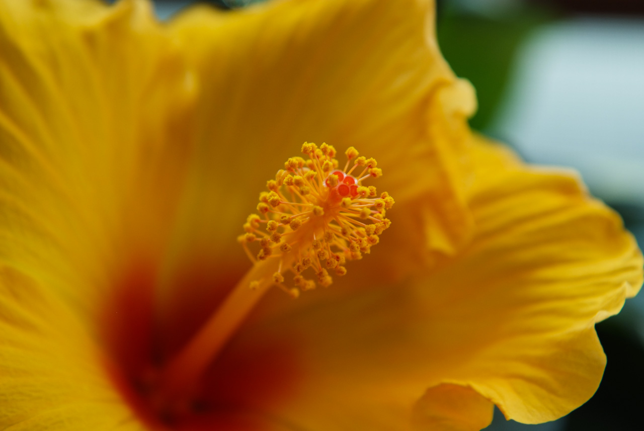 하와이무궁화 - hawaiian hibiscus, Hibiscus rosa-sinesis L.