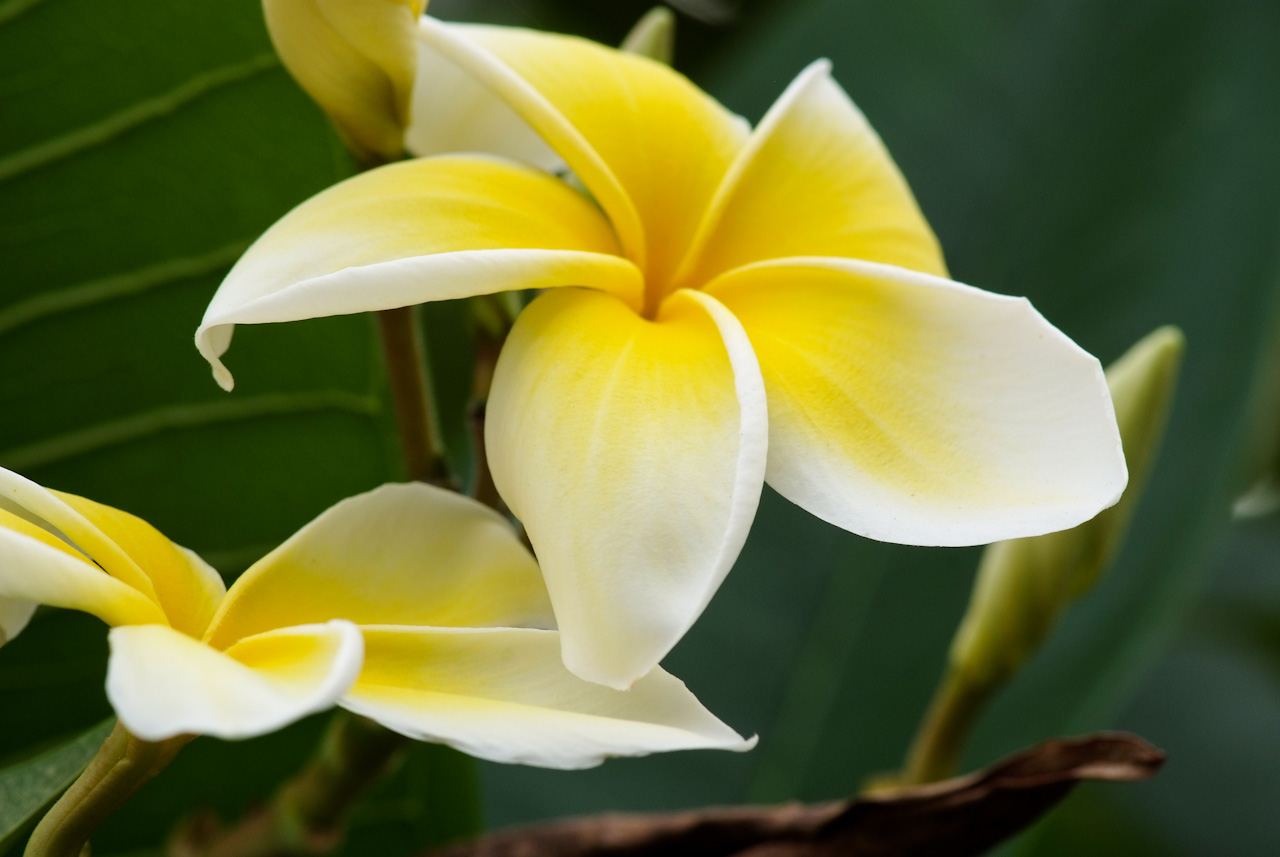 러브하와이 - Flumeria, Plumeria Alba