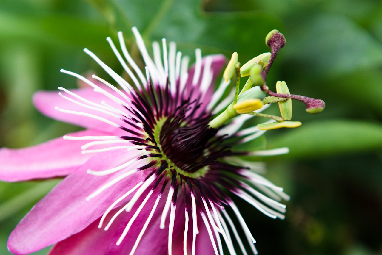 시계초 - passion flower, Passiflora caerulea