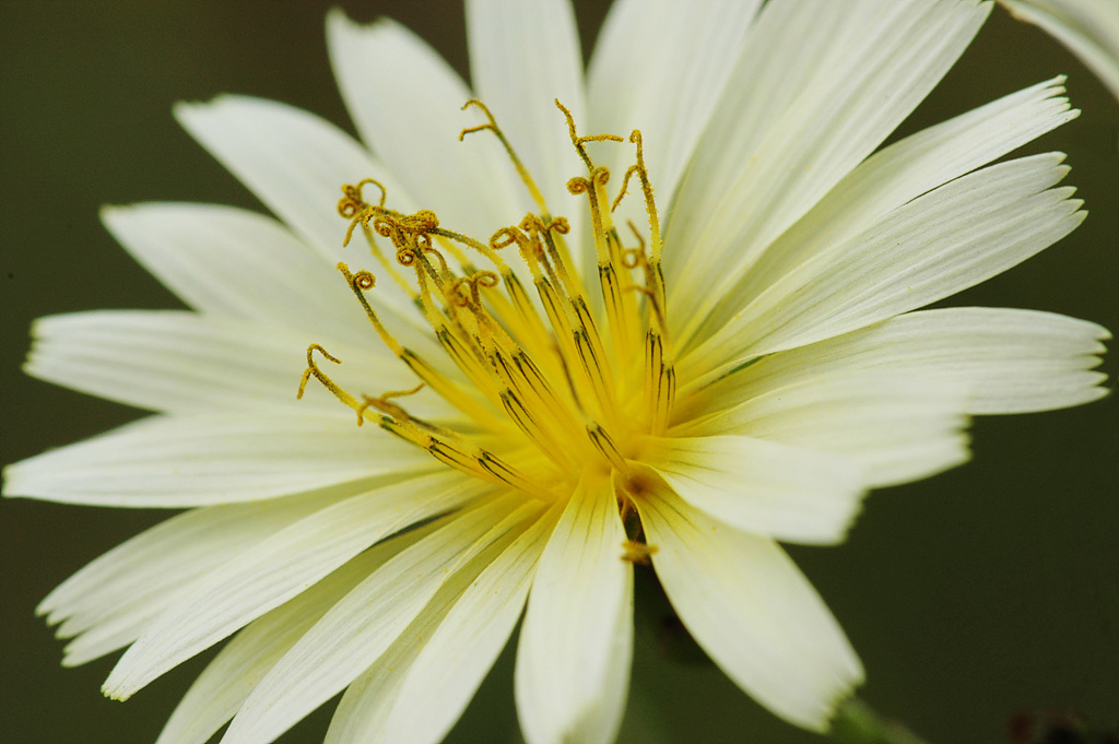 고들빼기 - Crepidiastrum sonchifolium (Bunge) Pak & Kawano