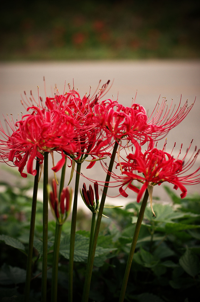 석산 - red spider lily, Lycoris radiata