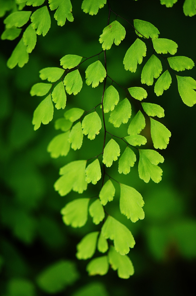 아디안텀 - Delta maidenhair fern, Adiantum raddianum C.Presl