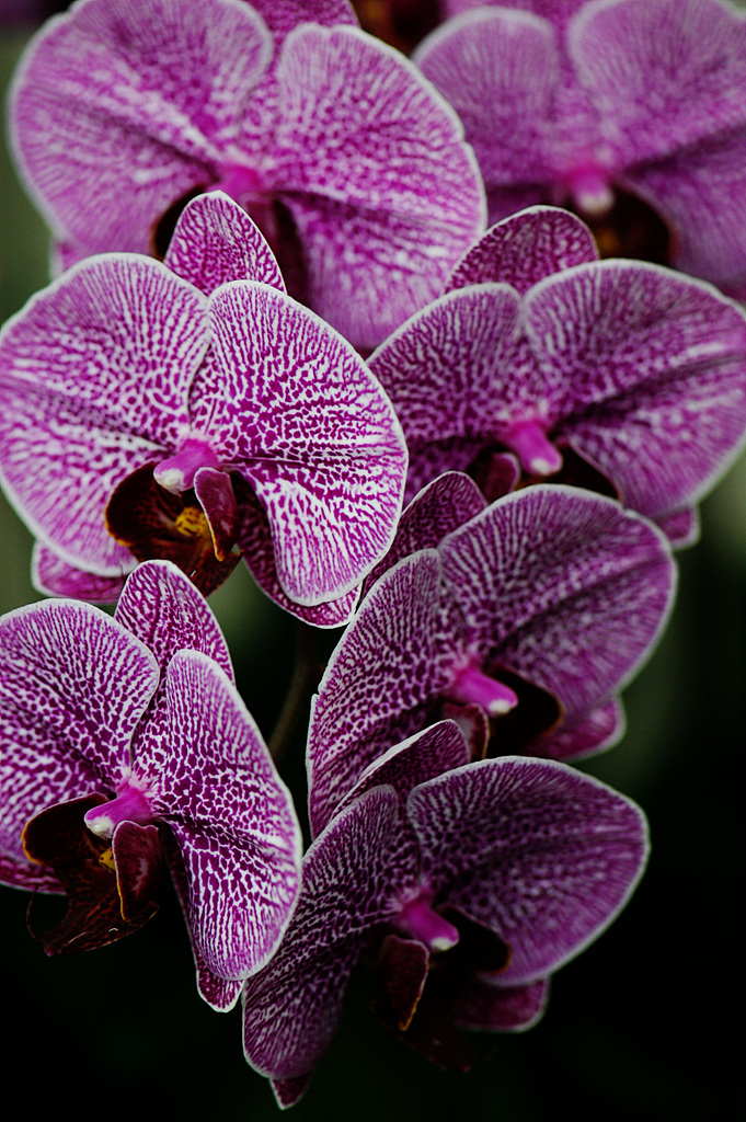 호접란 - Moth orchids, phalaenopsis
