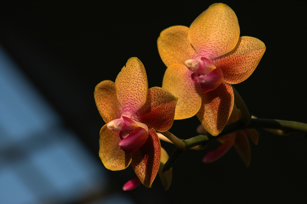 호접란 - Moth orchids, phalaenopsis