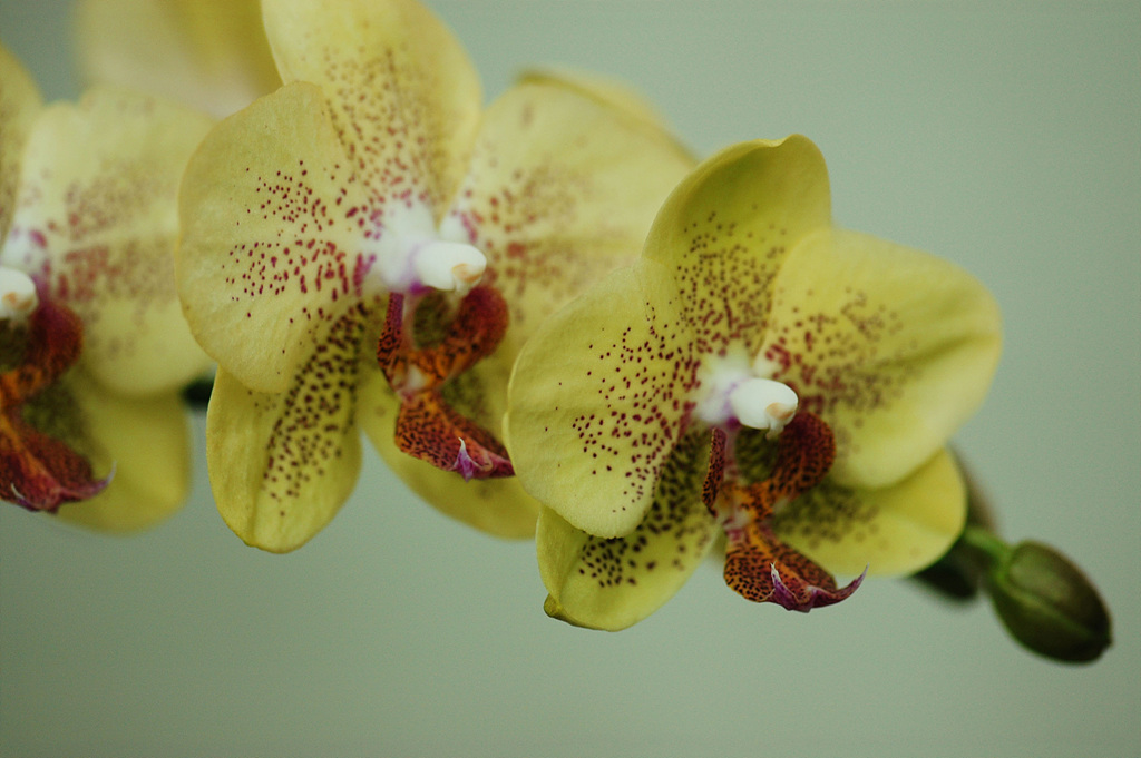호접란 - Moth orchids, phalaenopsis