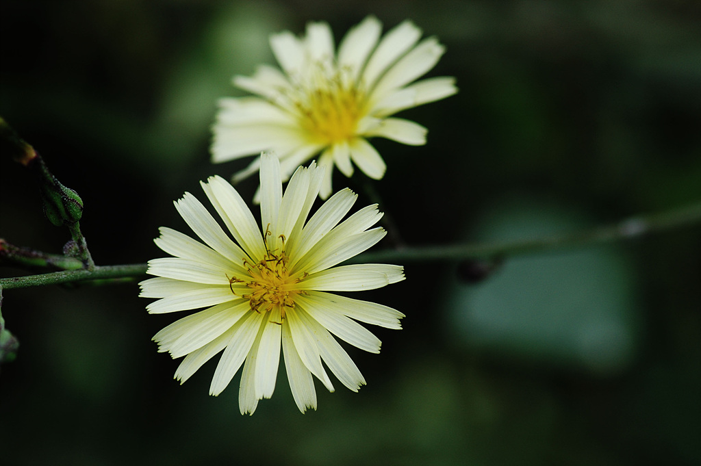 고들빼기 - Crepidiastrum sonchifolium (Bunge) Pak & Kawano