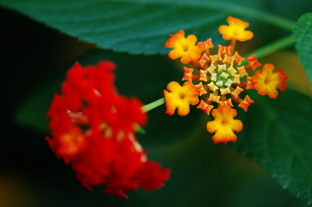 란타나 - Spanish Flag, West Indian Lantana, Lantana camara