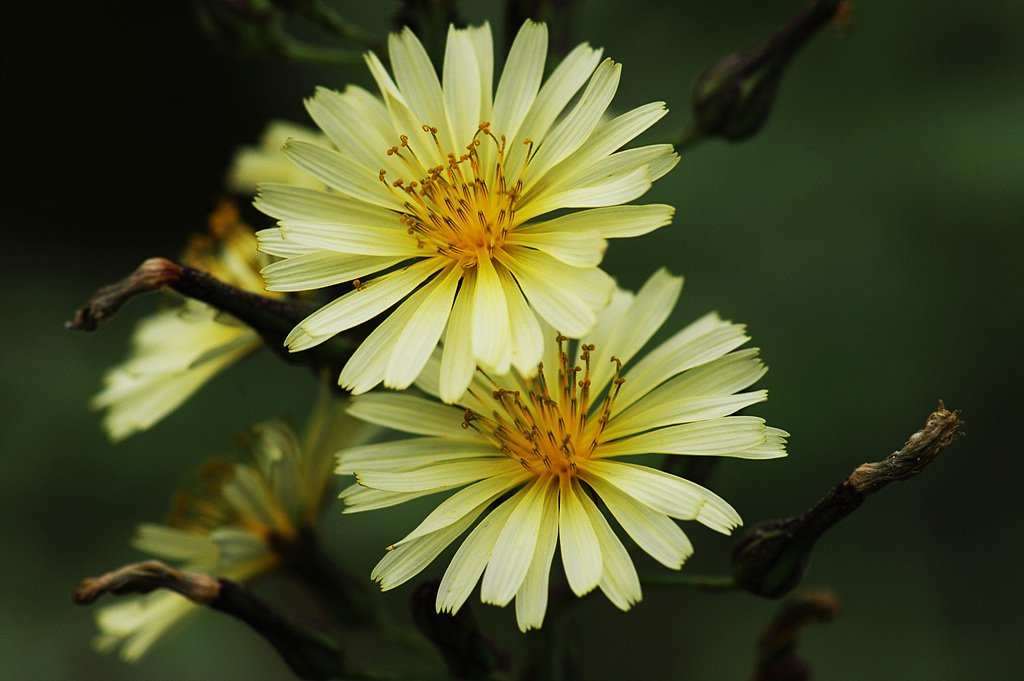 고들빼기 - Crepidiastrum sonchifolium (Bunge) Pak & Kawano
