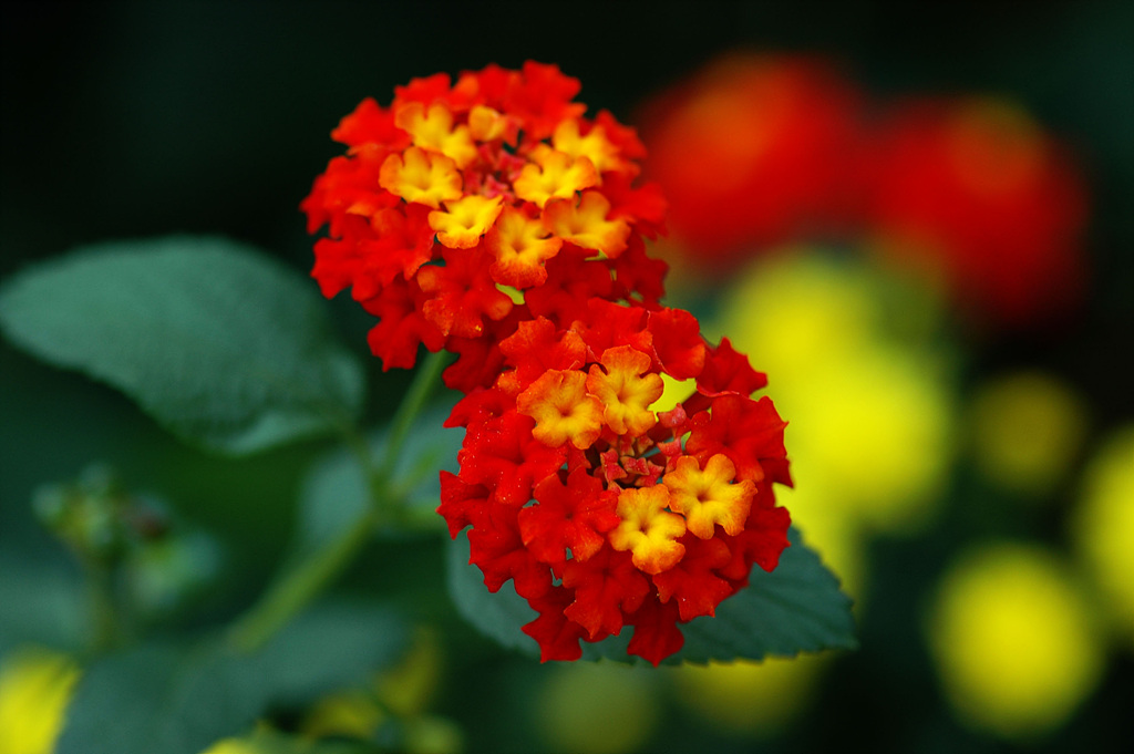 란타나 - Spanish Flag, West Indian Lantana, Lantana camara