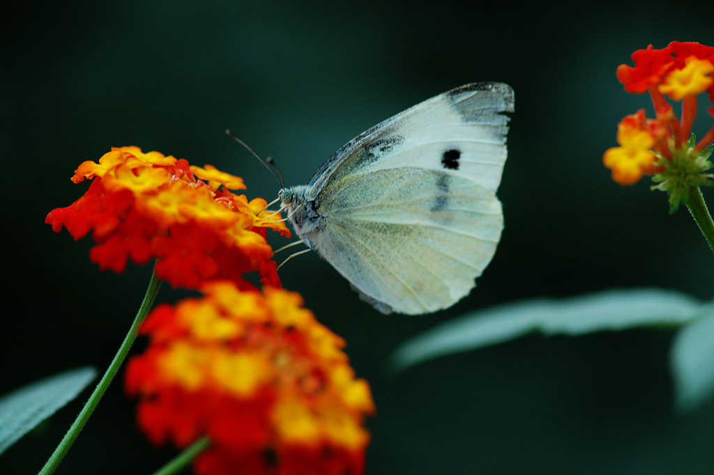 란타나 - Spanish Flag, West Indian Lantana, Lantana camara