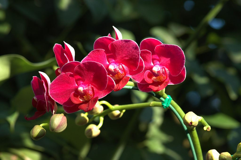 호접란 - Moth orchids, phalaenopsis