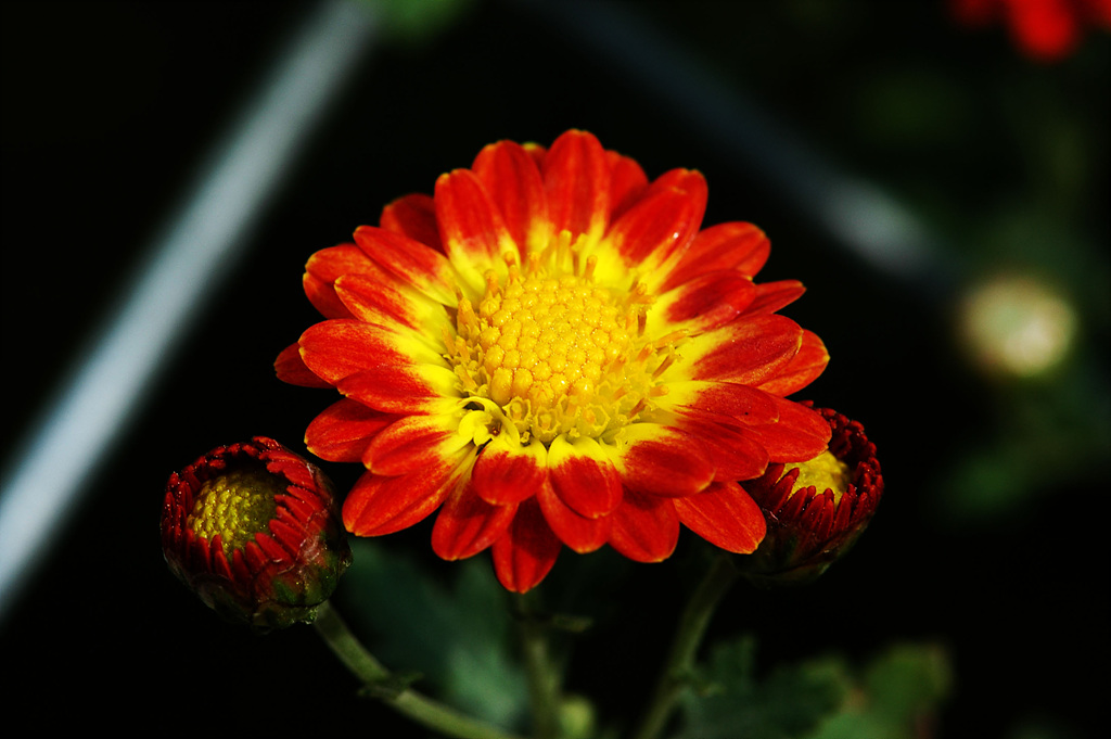 국화 - florist's daisy, hardy garden mum, Chrysanthemum morifolium Ramat.