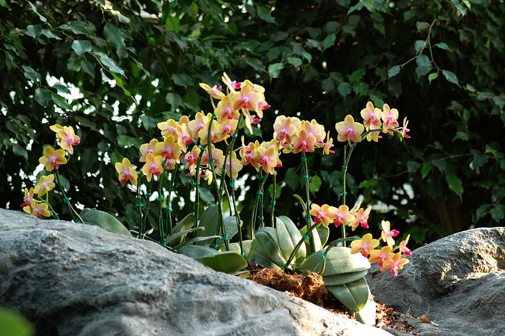 호접란 - Moth orchids, phalaenopsis