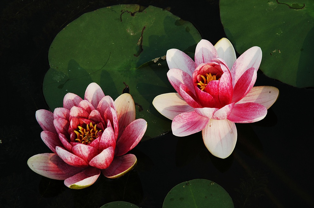 연꽃 - Nelumbo nucifera