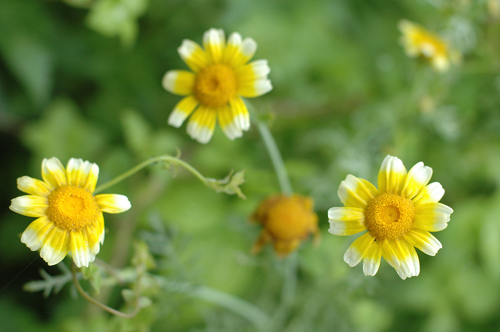 쑥갓 - Chrysanthemum coronarium L.