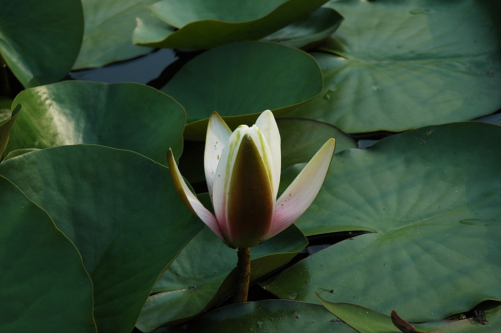 연꽃 - Nelumbo nucifera