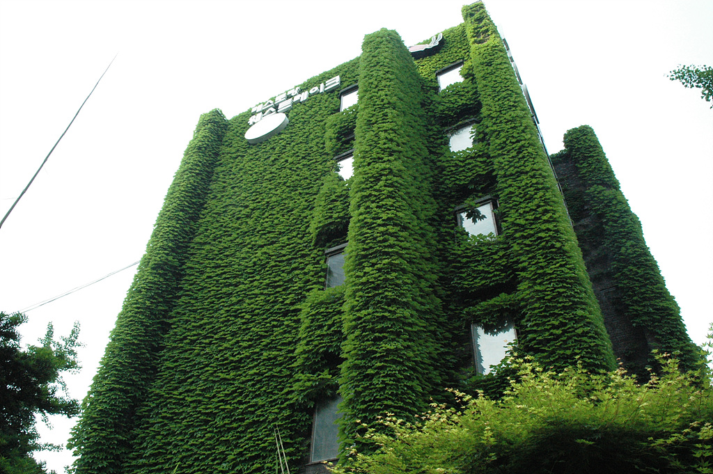 담쟁이덩굴 - Parthenocissus tricuspidata