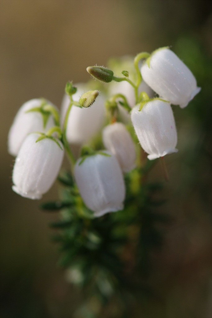 진퍼리꽃나무 - Chamaedaphne calyculata