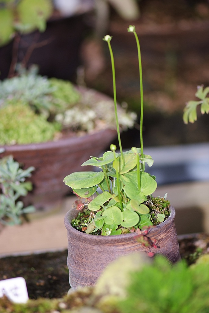 물매화 - Parnassia palustris L.