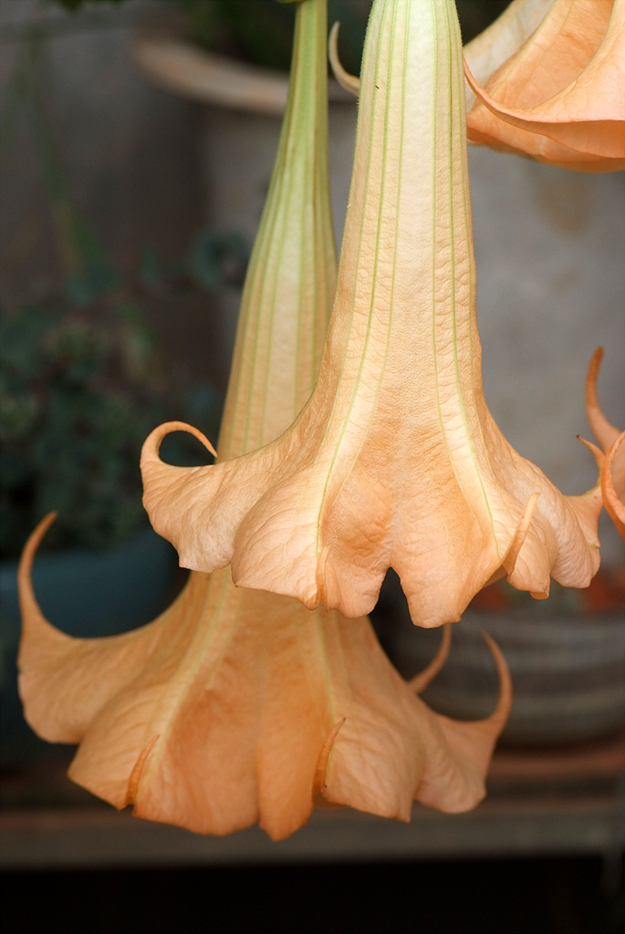 엔젤트롬펫 - Angels Trumpet, Growing Brugmansia