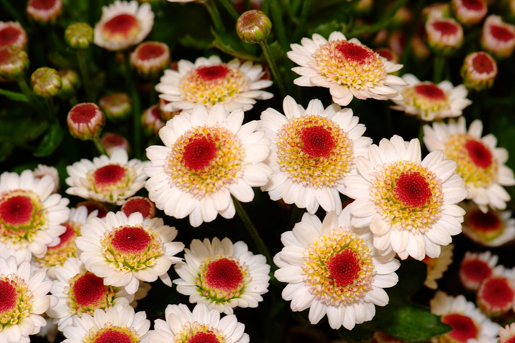 국화 - florist's daisy, hardy garden mum, Chrysanthemum morifolium Ramat.