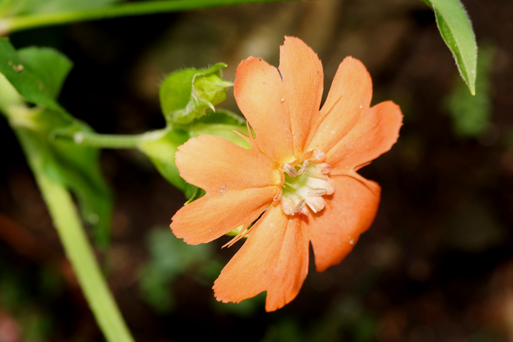 동자꽃 - Lychnis cognata