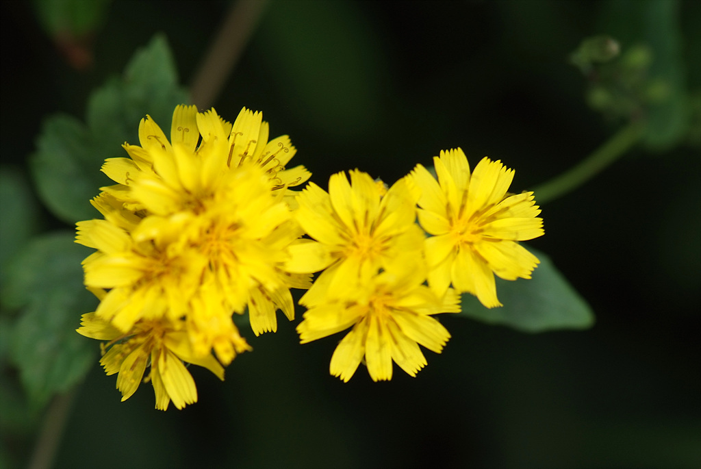 두메고들빼기 - Lactuca triangulata