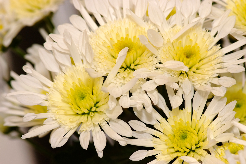 국화 - florist's daisy, hardy garden mum, Chrysanthemum morifolium Ramat.