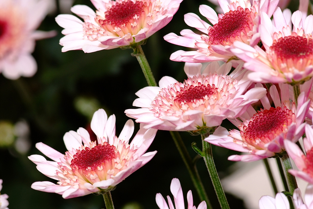 국화 - florist's daisy, hardy garden mum, Chrysanthemum morifolium Ramat.