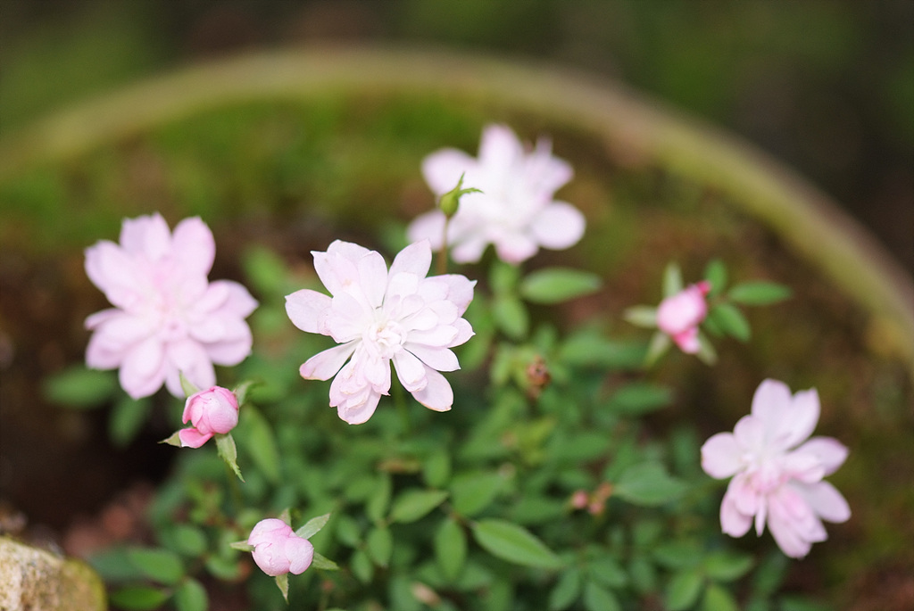장미 - Rose, Rosa hybrida