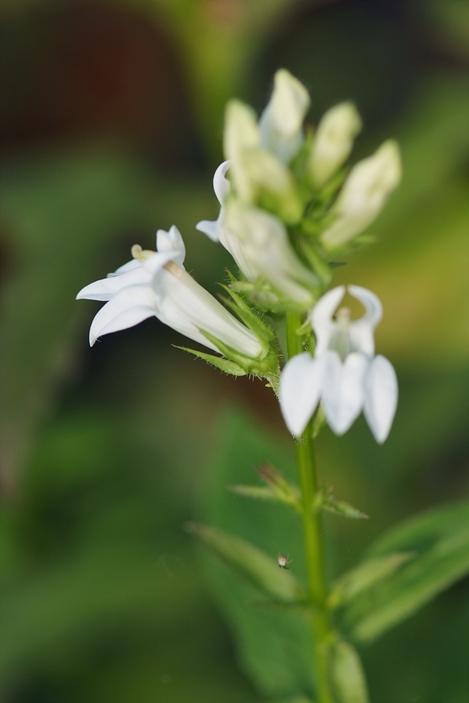 숫잔대 - Lobelia sessilifolia Lamb.
