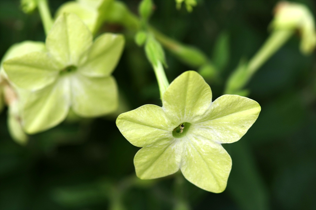 담배꽃 - Nicotiana sanderae Sander