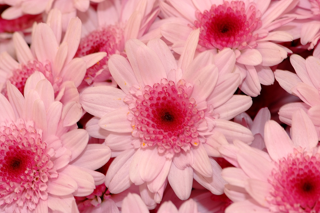 국화 - florist's daisy, hardy garden mum, Chrysanthemum morifolium Ramat.