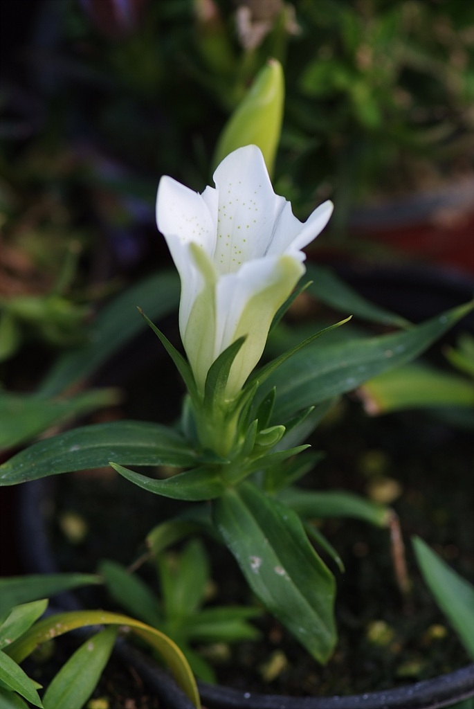용담 - Gentiana scabra Bunge for. scabra