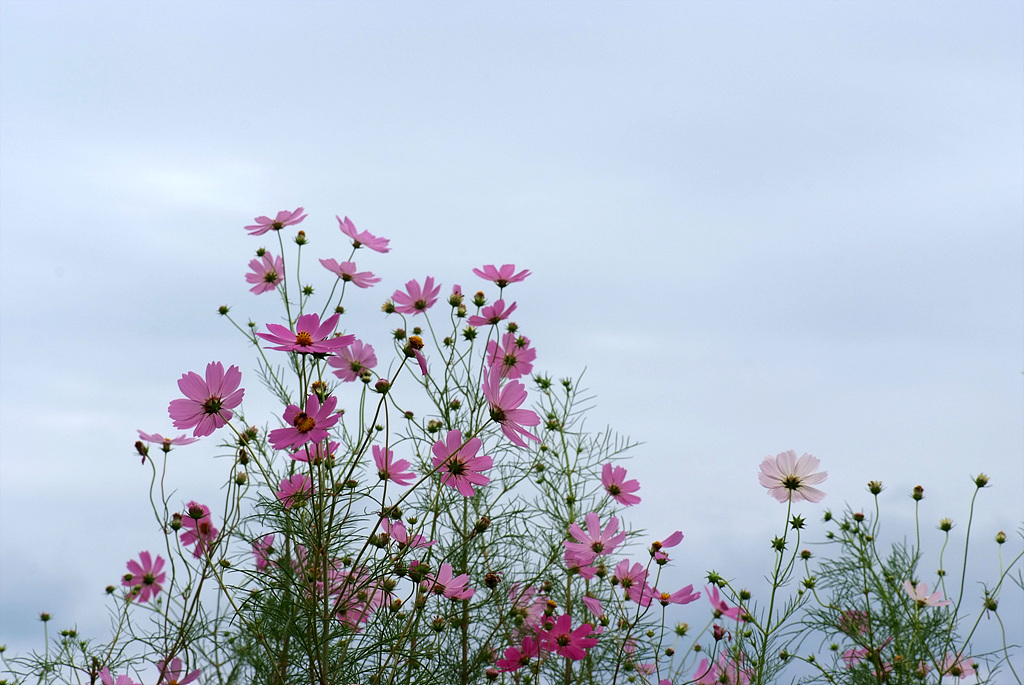 코스모스 - Browallia speciosa, Cosmos bipinnatus