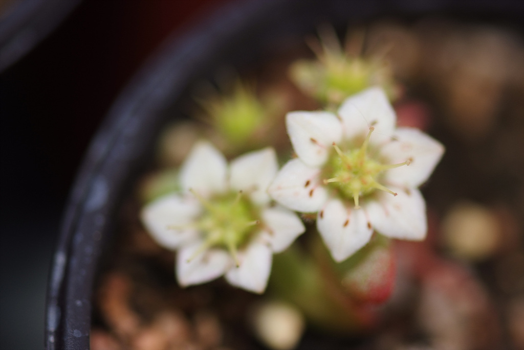 매화바위솔 - Rosularia sedoides