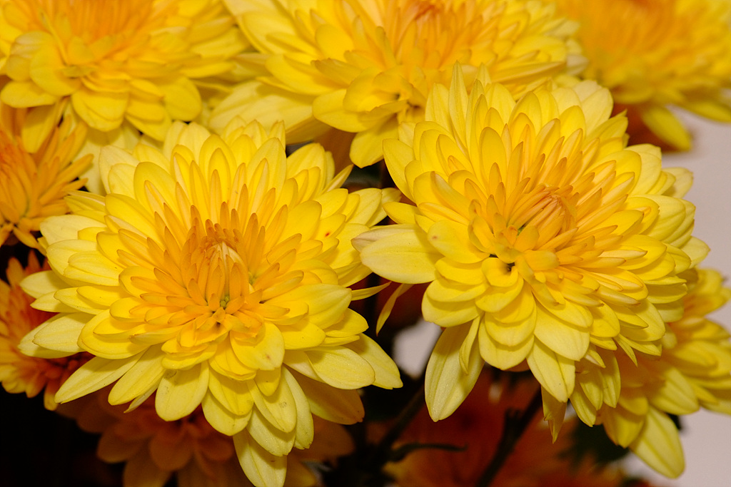 국화 - florist's daisy, hardy garden mum, Chrysanthemum morifolium Ramat.