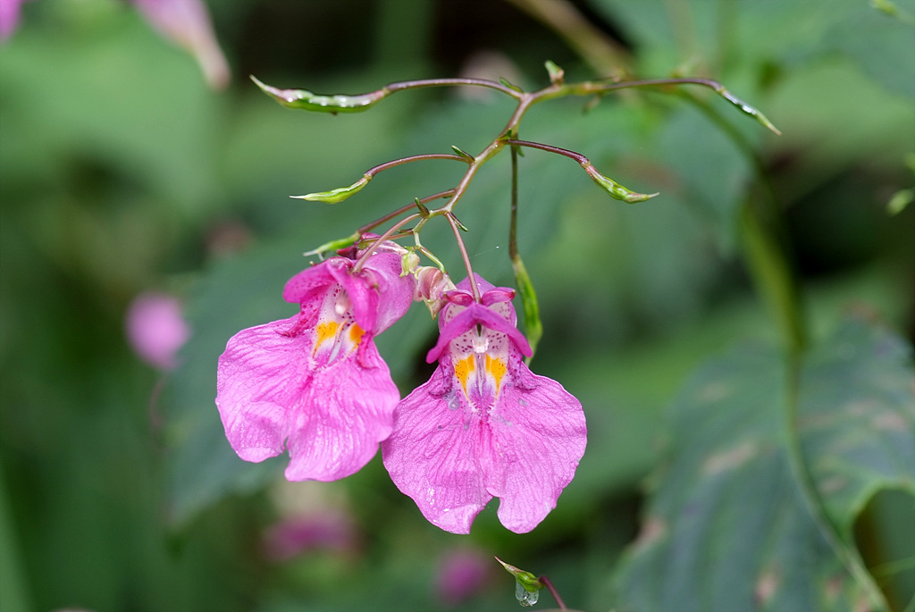 물봉선 - Impatiens textori